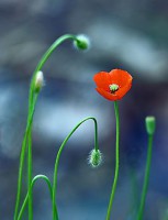 /album/fotogaleria-fotografia-macro/img-0602-640x480-jpg/